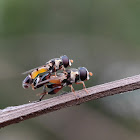 Common Thick-leg Fly