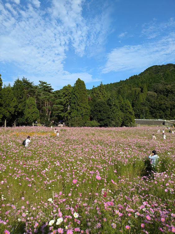 カローラツーリングの10月もよろしくお願いします・とよのコスモスの里・本瀧寺・柴犬ノア号に関するカスタム事例の投稿画像6枚目