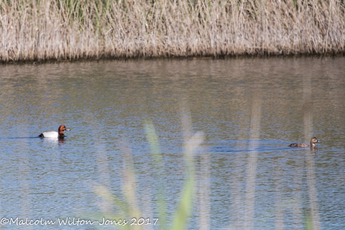 Pochard; Porrón Común