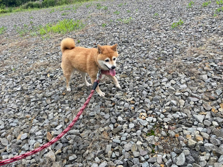 レパードの毎週末恒例・愛犬とドライブ・豆柴の居る暮らし・イツメンと・ありがとうございましたに関するカスタム事例の投稿画像2枚目