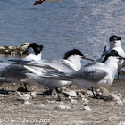 Sandwich Tern; Charrán Patinegro