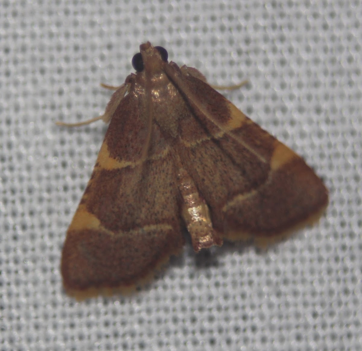 Yellow-fringed Dolichomia Moth