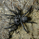 Cork-lid Trapdoor Spider