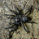 Cork-lid Trapdoor Spider