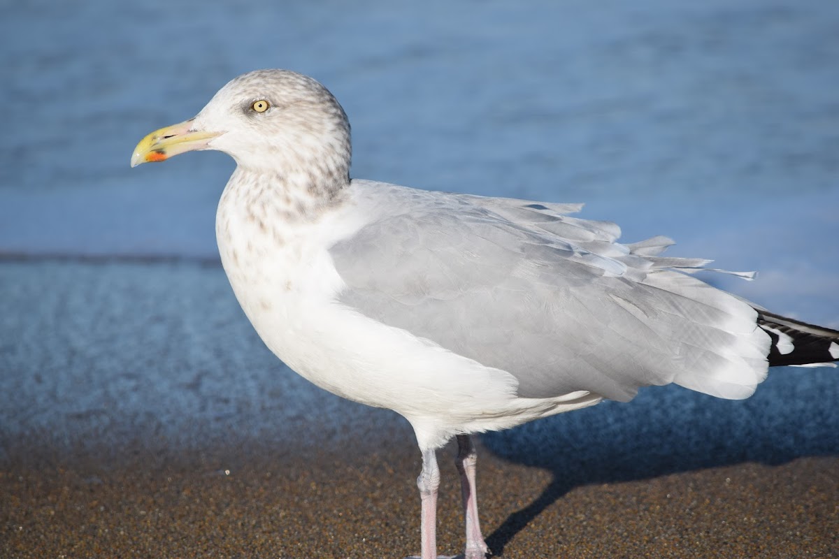 Herring Gull (nonbreeding)