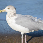 Herring Gull (nonbreeding)
