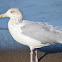 Herring Gull (nonbreeding)