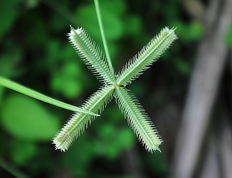 Indian goosegrass