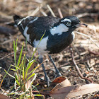 Magpie-lark