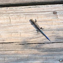 Five lined skink