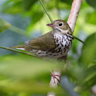 ovenbird