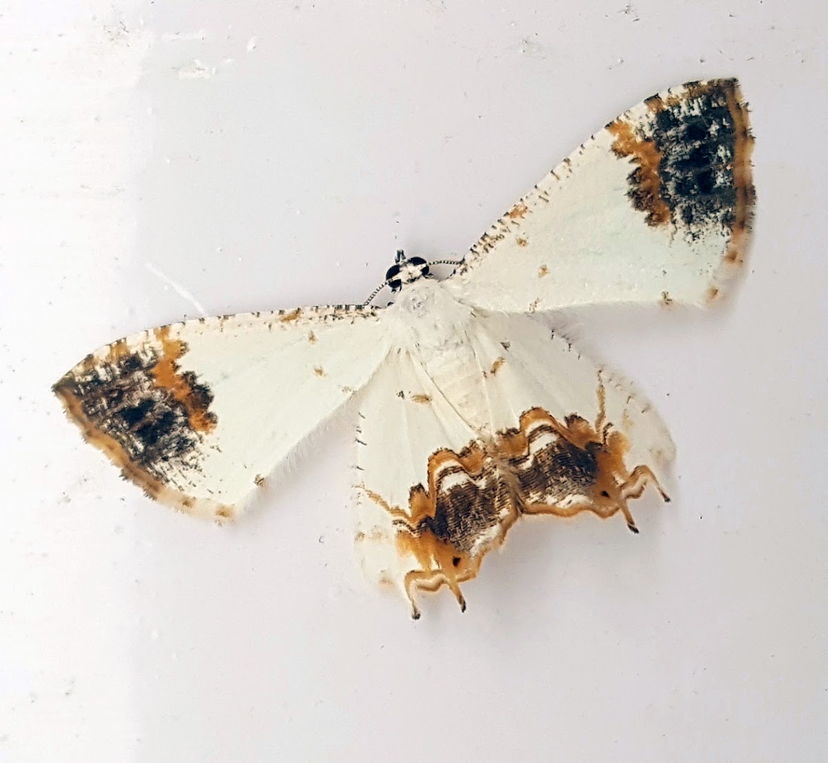 Uranid Moth