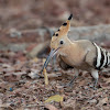 Eurasian Hoopoe