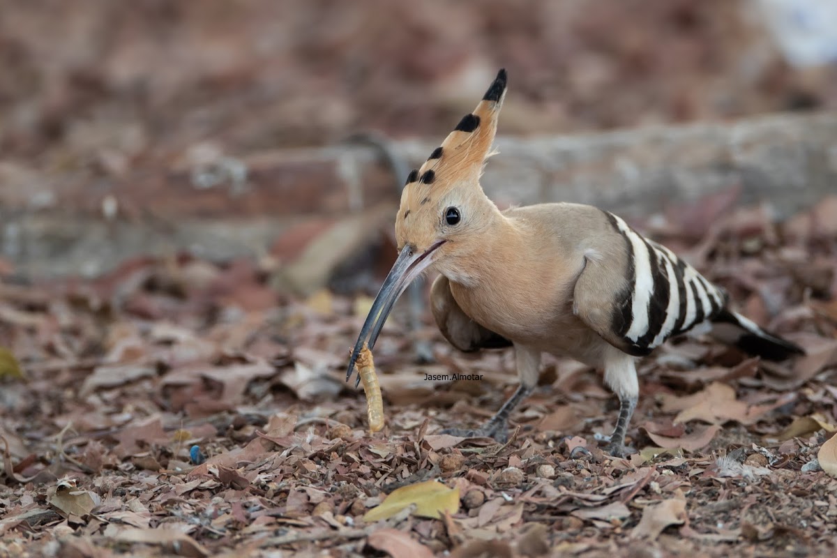 Eurasian Hoopoe