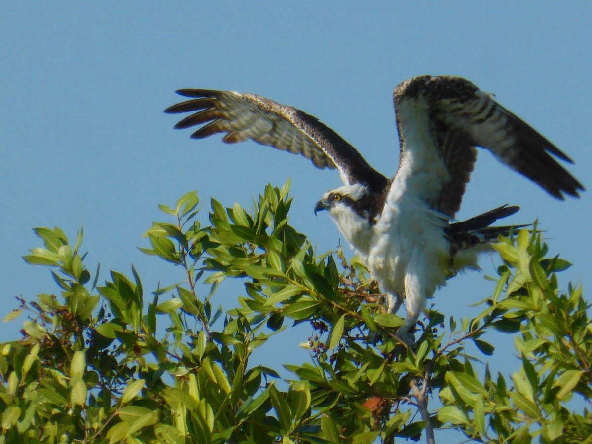 Osprey