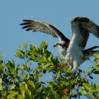 Osprey