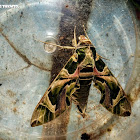 Army green moth.