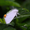 Goldtail Moth