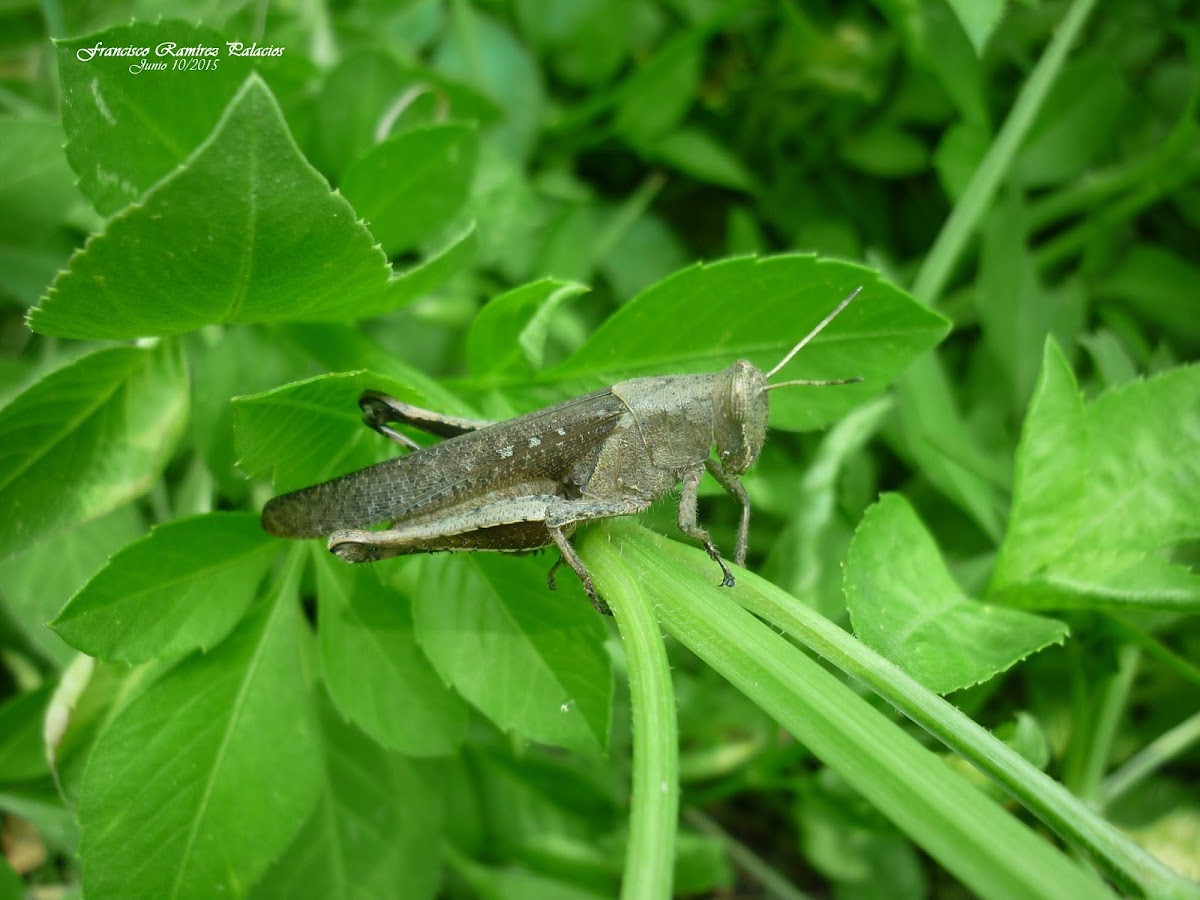 Grasshopper