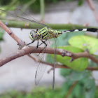 Slender Skimmer Dragonfly