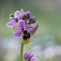 Orchis di 