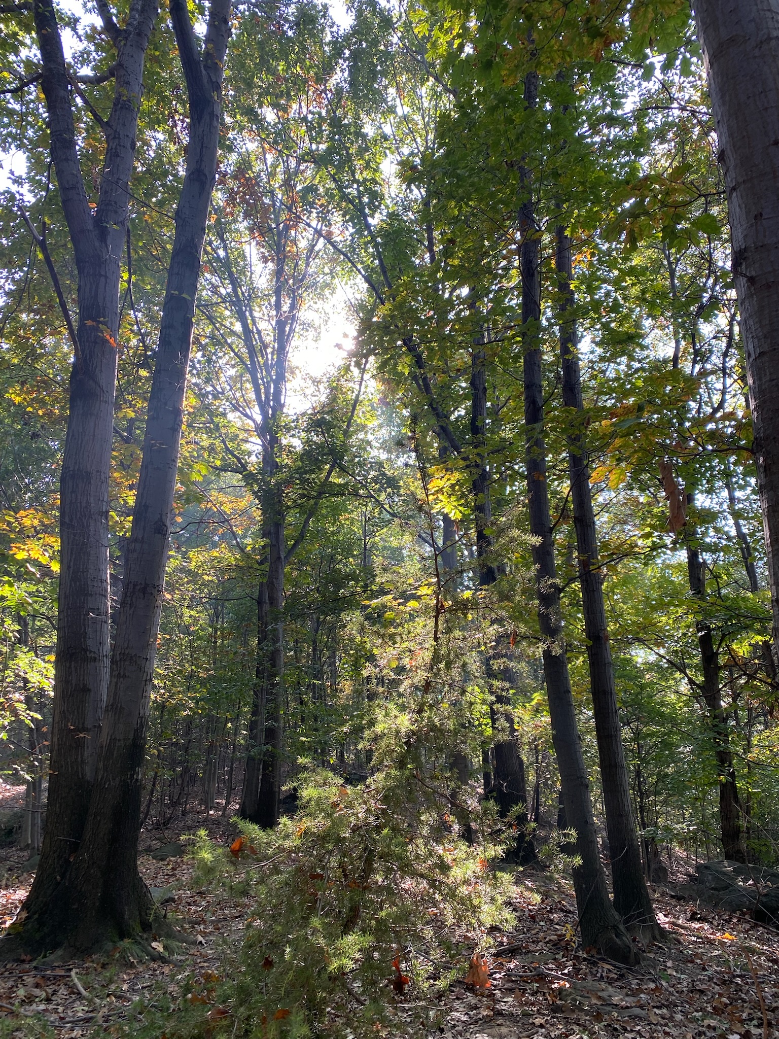 La forza della natura di Elisa Sillen