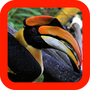 Hornbill wallpaper  Icon