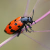 Four-spotted Blister Beetle