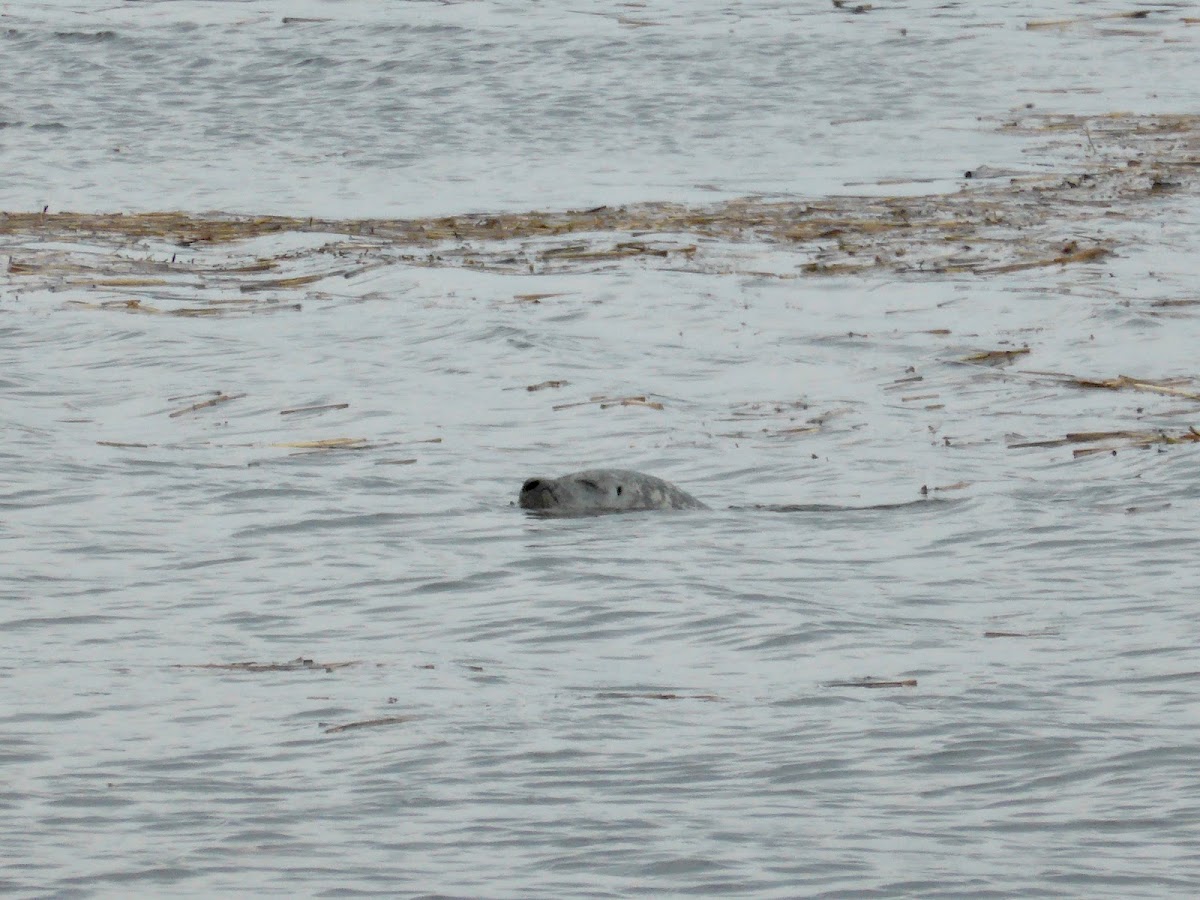 Harbor Seal