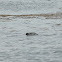 Harbor Seal