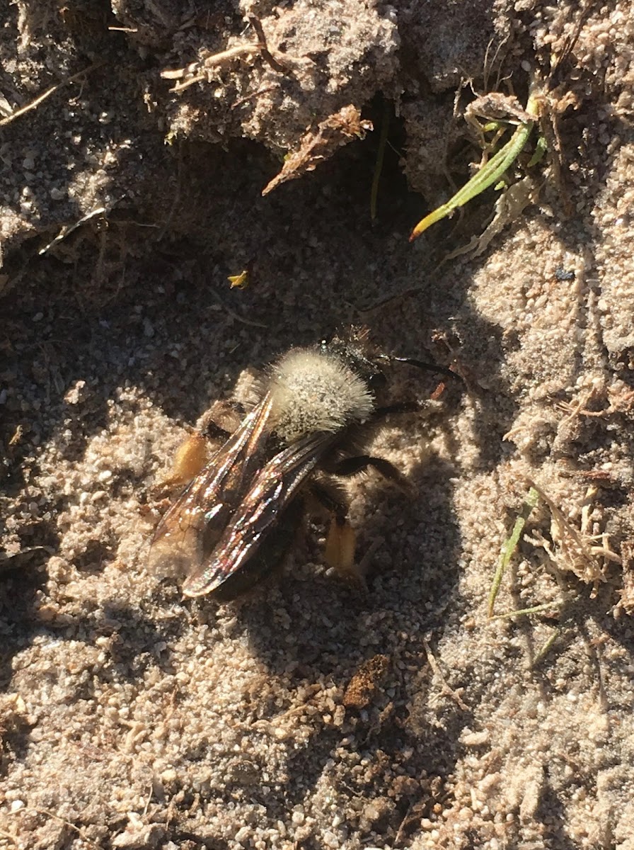 Clark's Andrena