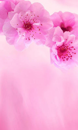 HD Pink Flowers Live Wallpaper