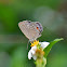 plains Cupid / Cycad Blue