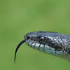 Gray Ratsnake