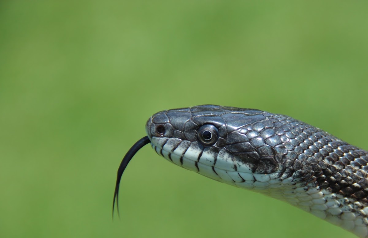 Gray Ratsnake