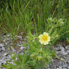 Cinquefoil