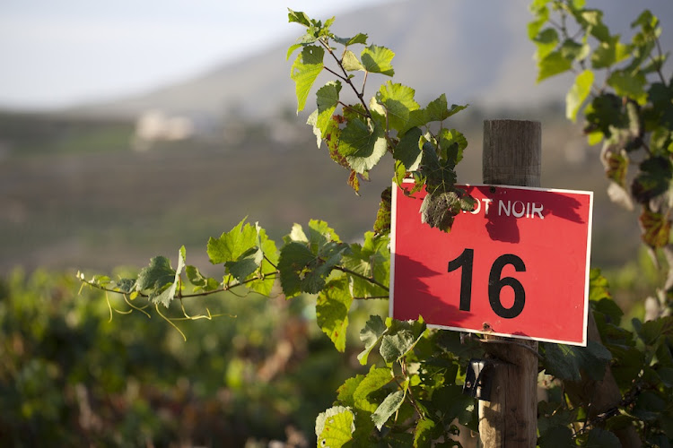 Pinot Noir vines.