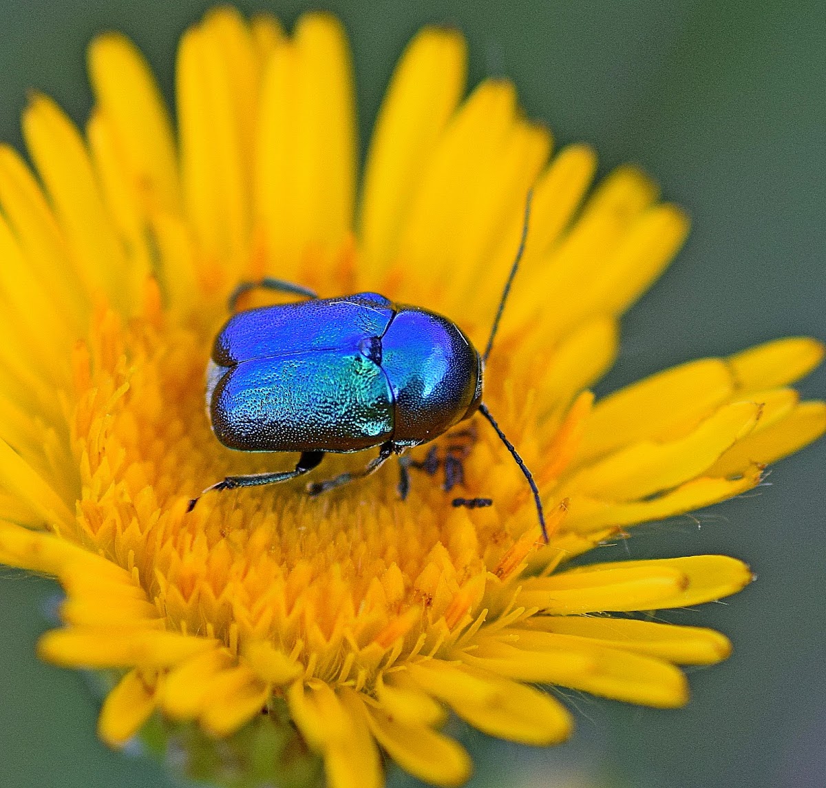 Cylindrical Leaf Beetle