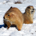 Black-Tailed Prairie Dog