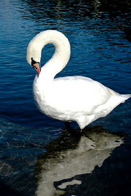 Chi del lago è il piu' bello? ... di Paolo Sartorio