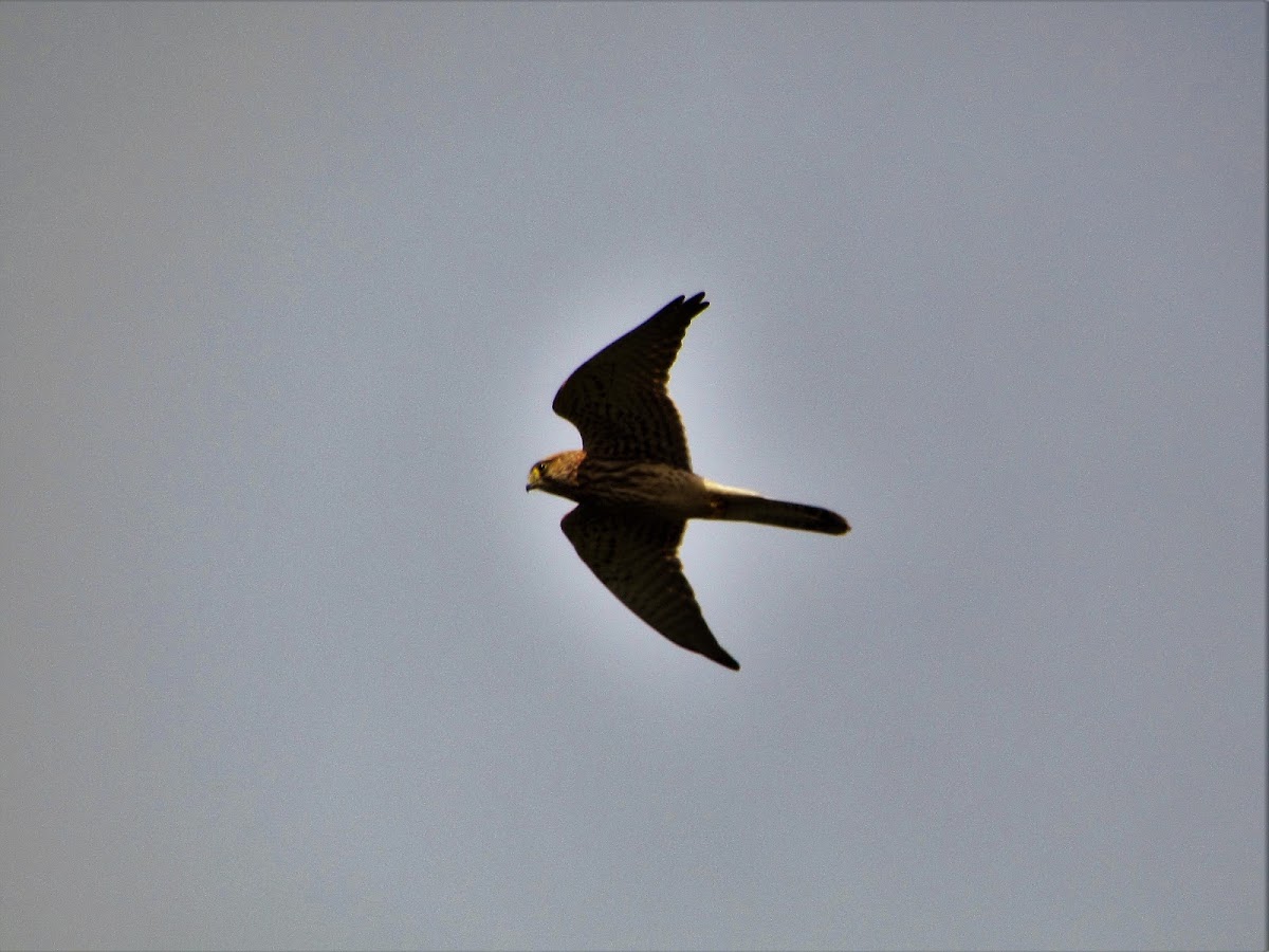 Common kestrel