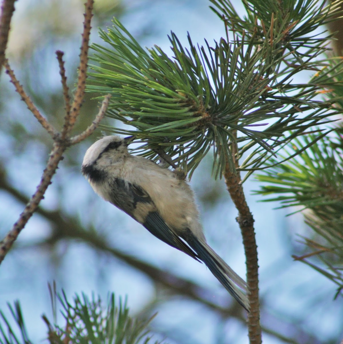 Azure Tit