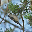 Azure Tit