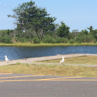 Herring Gull