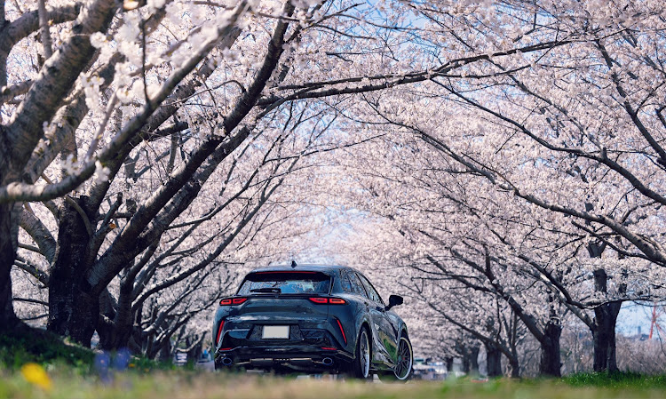 クラウンスポーツのサクラと愛車・クラウンスポーツPHEV・バックショット・クルマのある風景・RF70-200mmF2.8LISUSMに関するカスタム事例の投稿画像1枚目