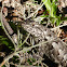 Eastern Fence Lizard