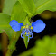 Benghal dayflower, tropical spiderwort, or wandering Jew,