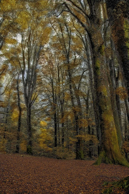 Atmosfera d'autunno di paolo1954