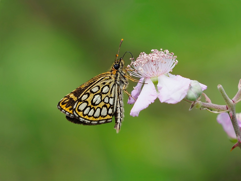 La espejitos (Large chequered skipper)