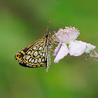 La espejitos (Large chequered skipper)